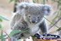 Baby Koala . . . CLICK TO ENLARGE