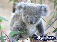 Baby Koala . . . CLICK TO ENLARGE