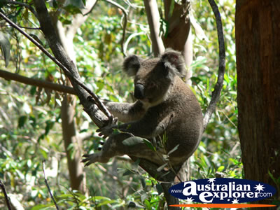 Koala relaxing in a tree . . . VIEW ALL KOALAS PHOTOGRAPHS