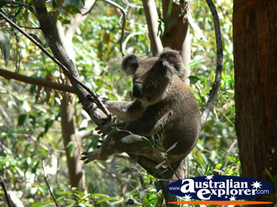 Koala relaxing in a tree . . . VIEW ALL KOALAS PHOTOGRAPHS