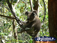 Koala relaxing in a tree . . . CLICK TO ENLARGE