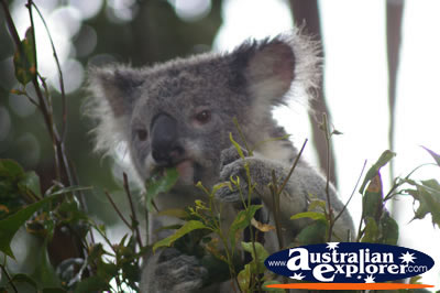 Koala Feeding . . . VIEW ALL KOALAS PHOTOGRAPHS