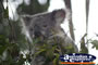 Koala Feeding . . . CLICK TO ENLARGE