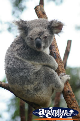 Adult Koala . . . CLICK TO VIEW ALL KOALAS POSTCARDS