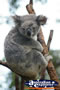 Adult Koala . . . CLICK TO ENLARGE