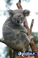 Adult Koala . . . CLICK TO ENLARGE