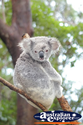Healthy Koala . . . VIEW ALL KOALAS PHOTOGRAPHS