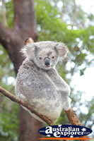 Healthy Koala . . . CLICK TO ENLARGE