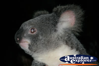 Australian koala . . . VIEW ALL KOALAS PHOTOGRAPHS