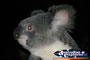 Australian koala . . . CLICK TO ENLARGE