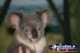 Tame Koala . . . CLICK TO ENLARGE