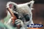 Koala . . . CLICK TO ENLARGE