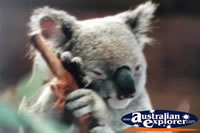 Koala . . . CLICK TO ENLARGE