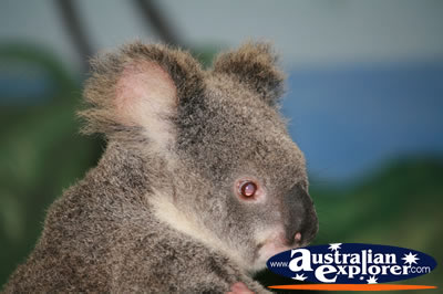 Side on Koala . . . VIEW ALL KOALAS PHOTOGRAPHS