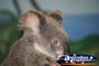 Side on Koala . . . CLICK TO ENLARGE