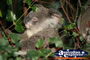 Koala Eating . . . CLICK TO ENLARGE
