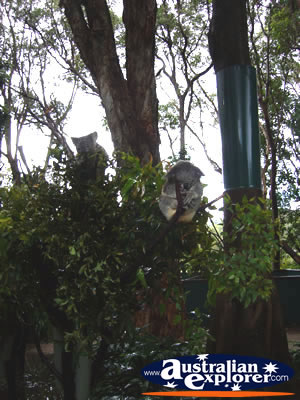 Koalas in Trees from a Distance . . . VIEW ALL KOALAS PHOTOGRAPHS