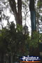 Koalas in Trees . . . CLICK TO ENLARGE