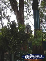 Koalas in Trees from a Distance . . . CLICK TO ENLARGE