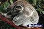 Koala . . . CLICK TO ENLARGE