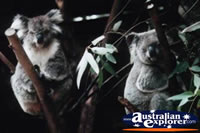 Koalas in Trees . . . CLICK TO ENLARGE