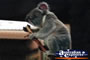 Koala . . . CLICK TO ENLARGE