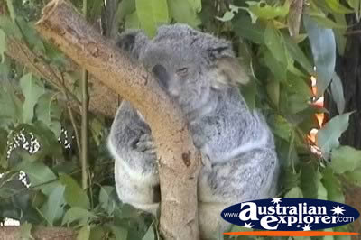 Sleeping Koala . . . VIEW ALL KOALAS PHOTOGRAPHS