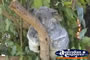 Koala . . . CLICK TO ENLARGE
