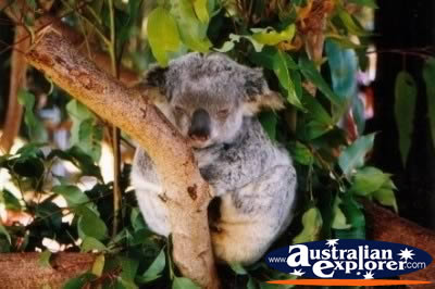 Koala Sleeping in Tree . . . CLICK TO VIEW ALL KOALAS POSTCARDS