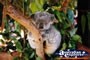 Koala . . . CLICK TO ENLARGE