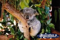 Koala Sleeping in Tree . . . CLICK TO ENLARGE