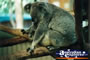 Koala . . . CLICK TO ENLARGE