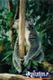 Koala . . . CLICK TO ENLARGE
