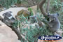 Group of Koalas in a tree . . . CLICK TO ENLARGE