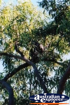 Koala Magnetic Island . . . VIEW ALL KOALAS PHOTOGRAPHS