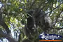 Koala Magnetic Island . . . CLICK TO ENLARGE