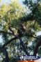 Koala Magnetic Island . . . CLICK TO ENLARGE