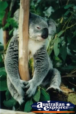 Koala Tired . . . CLICK TO VIEW ALL KOALAS POSTCARDS