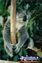 Koala Tired . . . CLICK TO ENLARGE