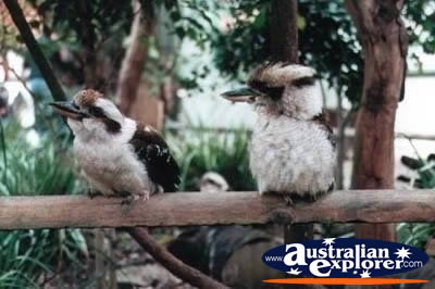 Kookaburras Perched on Branch . . . CLICK TO VIEW ALL LAUGHING KOOKABURRAS POSTCARDS