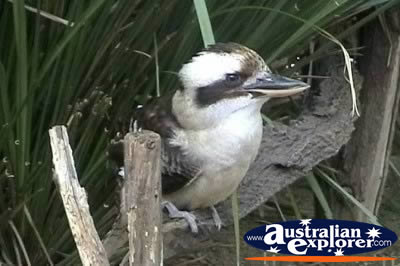Kookaburra . . . VIEW ALL LAUGHING KOOKABURRAS PHOTOGRAPHS