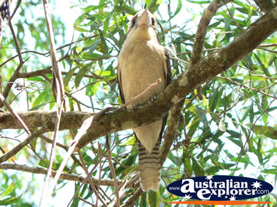 Kookaburra in Tree . . . CLICK TO VIEW ALL LAUGHING KOOKABURRAS POSTCARDS