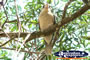 Kookaburra . . . CLICK TO ENLARGE