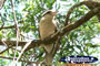Kookaburra in the Glasshouse Mountains . . . CLICK TO ENLARGE