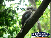 Kookaburra in a tree . . . CLICK TO ENLARGE