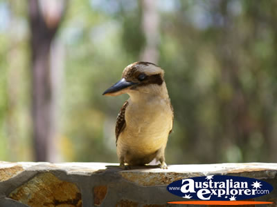 Little Kookaburra on a branch . . . CLICK TO VIEW ALL LAUGHING KOOKABURRAS POSTCARDS