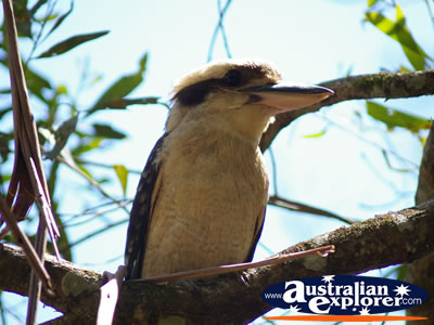 Kookaburra Closeup in a tree . . . CLICK TO VIEW ALL LAUGHING KOOKABURRAS POSTCARDS