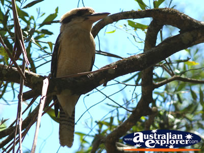 Glasshouse Mountain Kookaburra . . . CLICK TO VIEW ALL LAUGHING KOOKABURRAS POSTCARDS