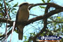 Glasshouse Mountain Kookaburra . . . CLICK TO ENLARGE