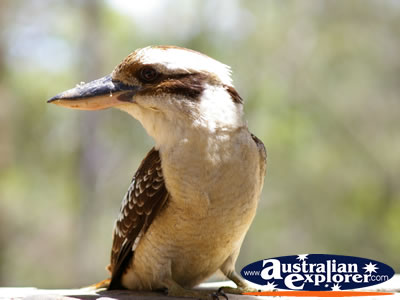Kookaburra . . . CLICK TO VIEW ALL LAUGHING KOOKABURRAS POSTCARDS